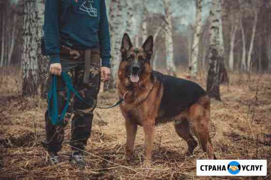 передержка собак в квартире. Смотреть фото передержка собак в квартире. Смотреть картинку передержка собак в квартире. Картинка про передержка собак в квартире. Фото передержка собак в квартире