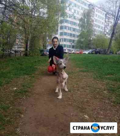 передержка собак в квартире. Смотреть фото передержка собак в квартире. Смотреть картинку передержка собак в квартире. Картинка про передержка собак в квартире. Фото передержка собак в квартире